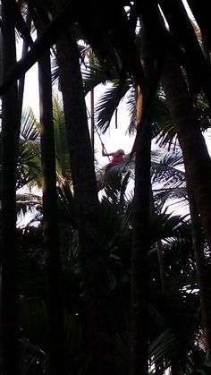 there is a bird that is sitting in the palm tree's branches and looking up at the sky