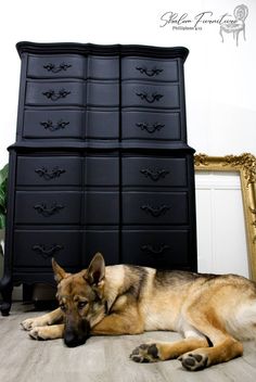 a german shepard laying on the floor in front of a black dresser and gold framed mirror