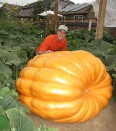 a man standing next to a giant pumpkin in a garden