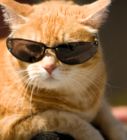 an orange cat wearing sunglasses and sitting on top of a black object with its paw in the air