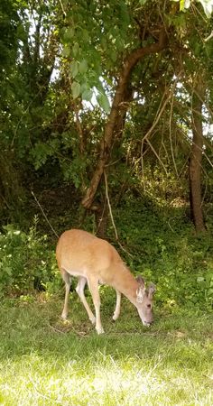 a deer grazing in the grass near some trees