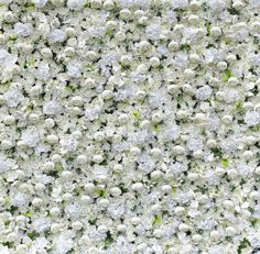 white flowers are arranged in rows on the wall