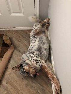 a dog laying on its back in front of a door with his head stuck up against the wall