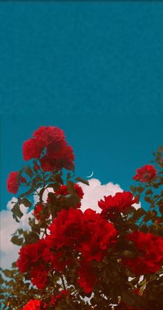 red flowers are blooming in front of a blue sky with clouds and the moon