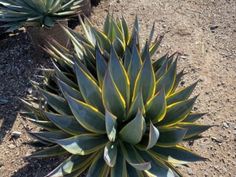 an image of a plant that is in the dirt