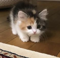 a small kitten is sitting on the floor looking at the camera with an intense look