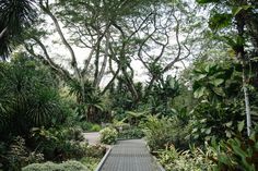 a walkway in the middle of a tropical garden with lots of trees and plants on both sides