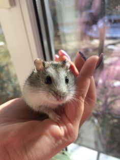 a small rodent sitting in someone's hand next to a glass door and window