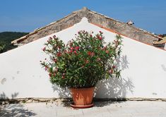 a potted plant sitting on top of a white wall next to a building with a tiled roof