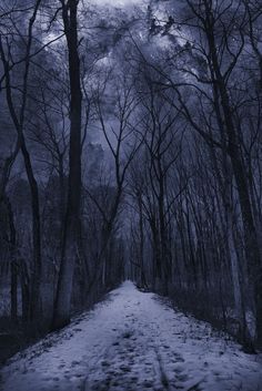 a snowy path in the woods at night