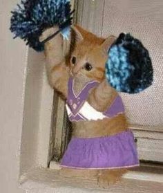 an orange cat wearing a purple dress and blue pom - poms stands on its hind legs