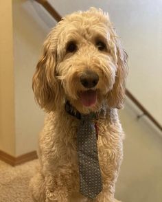 a white dog wearing a tie sitting on the ground in front of some stairs with his tongue hanging out