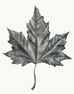 a drawing of a leaf that has been drawn in pencil and watercolor on paper