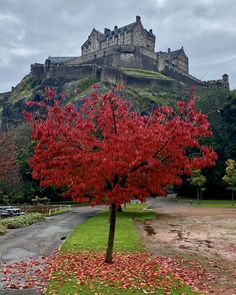 a tree with red leaves in front of a castle