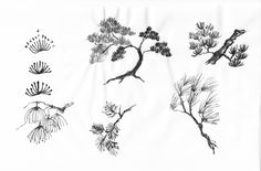 some black and white drawings of different plants