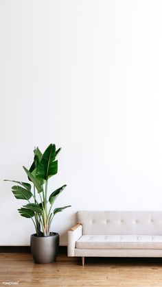 a white couch sitting next to a potted plant on top of a wooden floor