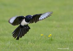 a black and white bird with its wings spread out in the air over green grass