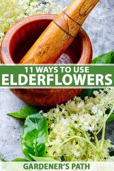 herbs and mortars with the title 11 ways to use elderflowers gardener's path