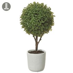 a small potted tree in a white planter on a white background with the l logo above it