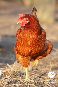 a brown chicken standing on top of dry grass