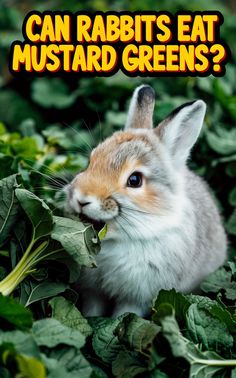 a rabbit eating leaves in the middle of some green plants with text that reads can rabbits eat mustard?