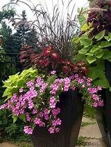 some very pretty flowers in large black vases