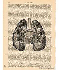 an old book page with a diagram of the lungs