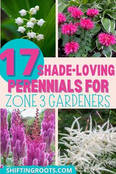 different types of flowers with the title 17 shade - loving perennials for zone 3 gardeners