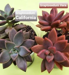 three succulents are shown on a yellow background with the caption, grapefruit and california