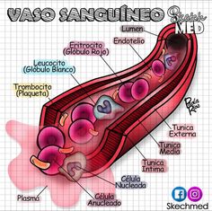 an image of the inside of a vein with labels in spanish and english on it