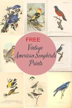 vintage american songbirds printables are featured in this postcard style image with the words free