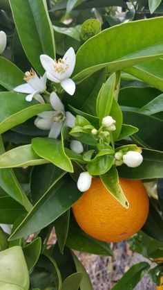 an orange is hanging from a tree with white flowers and green leaves on it's branches