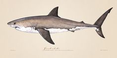 a drawing of a shark with white teeth on it's face and back end