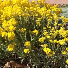 some yellow flowers are growing in the dirt