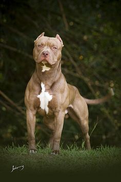 a brown and white dog standing on top of a lush green field