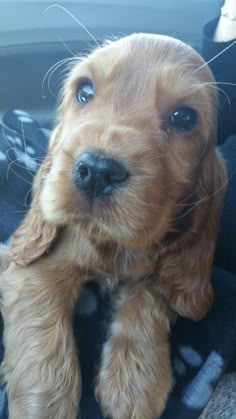 a small brown dog sitting on top of a car seat