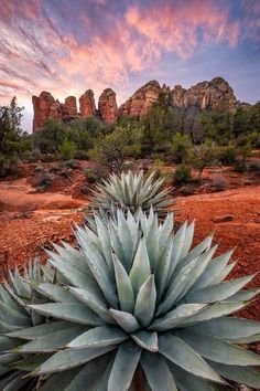 a large plant in the middle of a desert