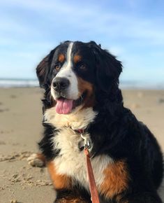 a dog sitting on the beach with its tongue out