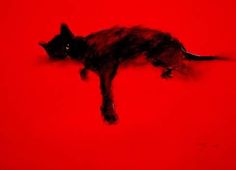 a black cat laying on top of a red floor