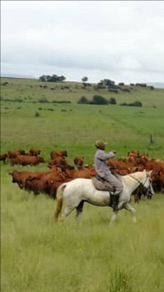 a man riding on the back of a white horse next to a herd of brown cows