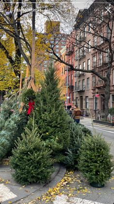 several trees lined up on the sidewalk in front of buildings