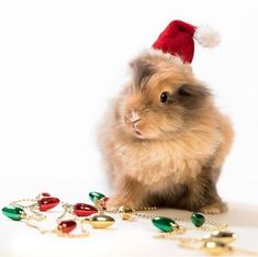 a small rabbit wearing a santa claus hat next to christmas ornaments and bells on a white background