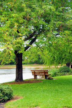 a park bench sitting under a tree next to a body of water in the grass