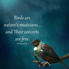 a bird sitting on top of a tree branch with a quote above it that says birds are nature's musicians and their concerns are free