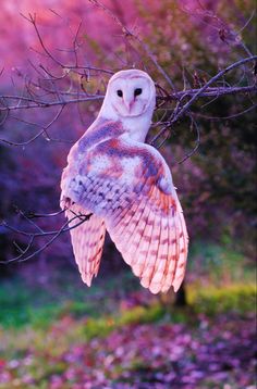 an owl sitting on top of a tree branch