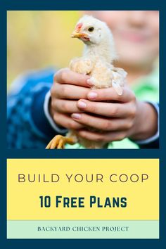 a person holding a chicken in their hands with the title build your coop 10 free plans