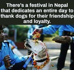 a dog is being fed by its handler at an event with caption in spanish