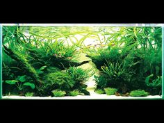 an aquarium filled with lots of green plants and plants growing in the bottom right corner