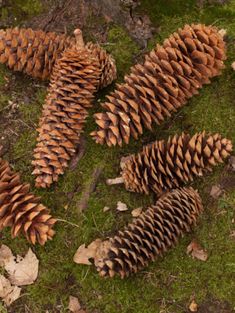 several pine cones are laying on the ground