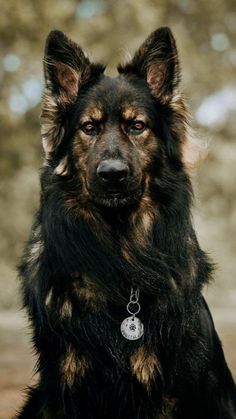 a black and brown dog with a tag on it's collar looking at the camera